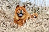 CHOW CHOW 290